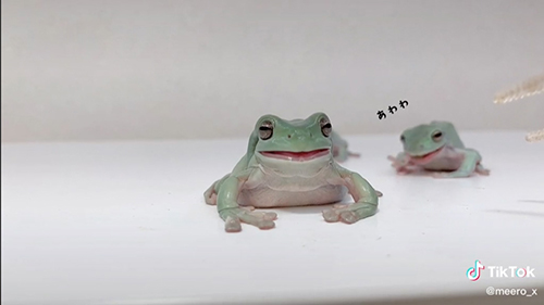 カエルの2匹目があわわ
