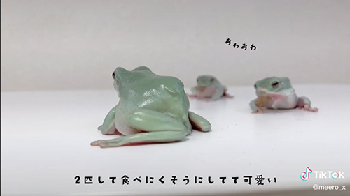 2匹のカエルとも食べにくそう
