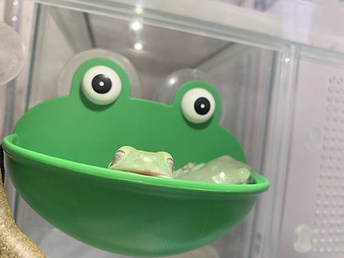 カエルに入って寝るカエル