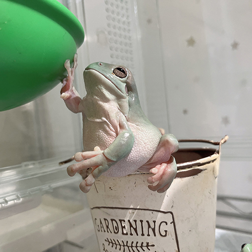 イエアメガエルおなか