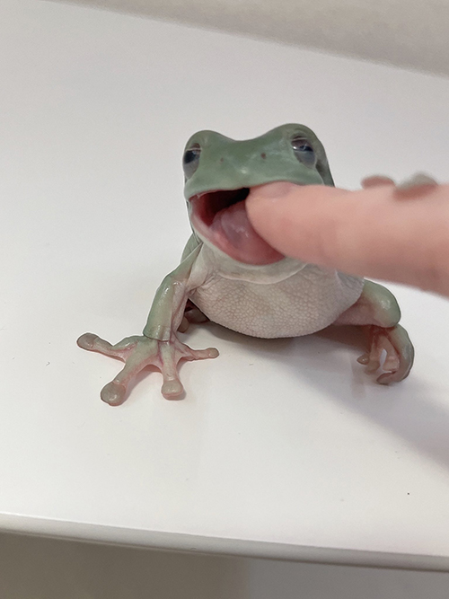 がぶーとかむカエル