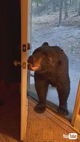 ドアノブを引っ張るクマ