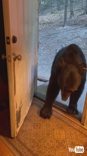 ドアマットを直そうとする熊