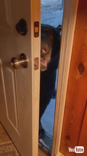 ドア閉める熊