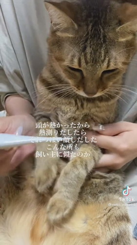 頭が熱かったから熱測ってみたら……