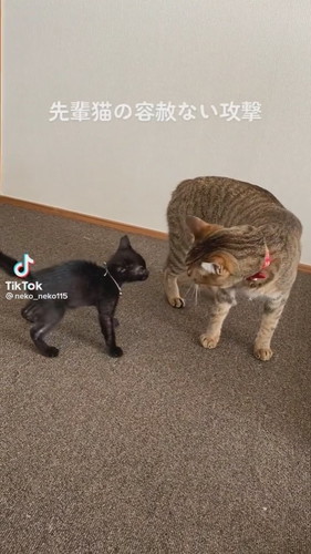 猫ちゃんたち