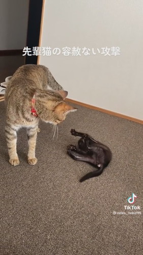 猫ちゃんたち