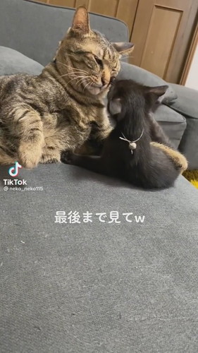 猫ちゃんたち