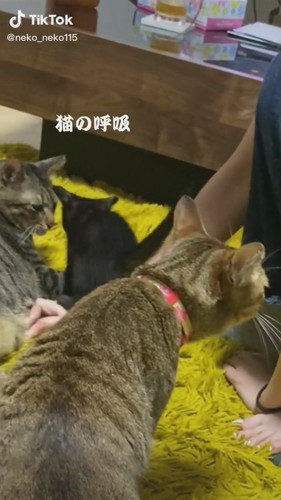 猫ちゃんたち