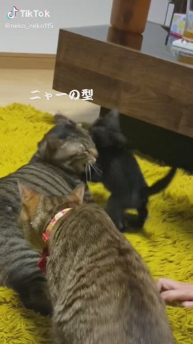 猫ちゃんたち