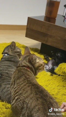 猫ちゃんたち