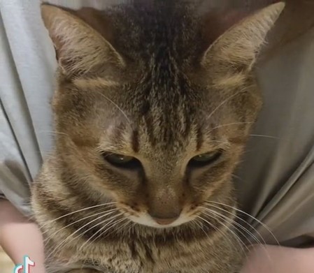 猫の顔のアップ