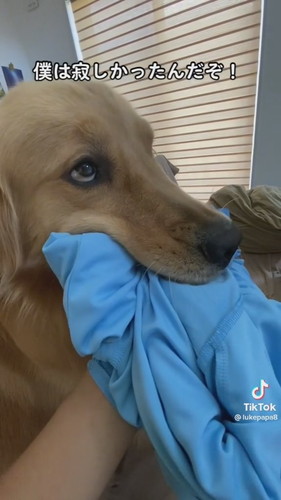 おやつに反応するゴールデンレトリバー