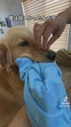 ゴールデンレトリバーの鼻