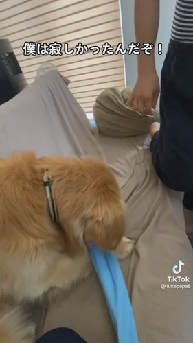 離したゴールデンレトリバー