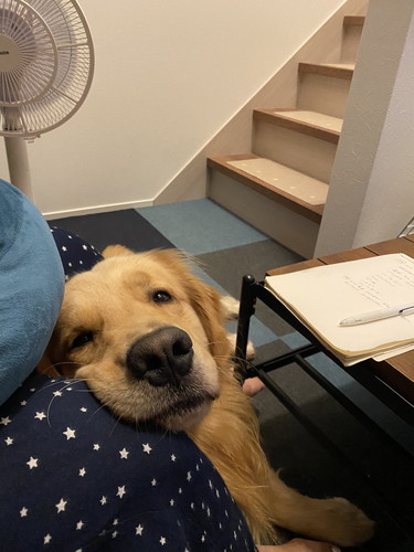 おやつが欲しいゴールデンレトリバー