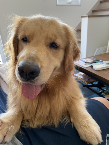 遊んでほしいゴールデンレトリバー