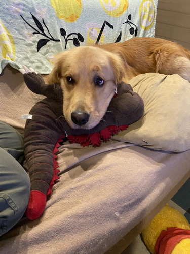 かまってほしいゴールデンレトリバー