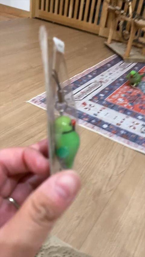 遠くにいるインコ
