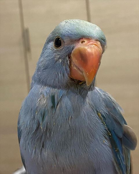 青い鳥