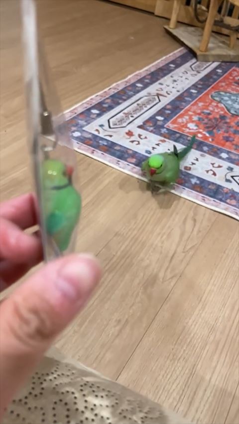 走ってくるインコ
