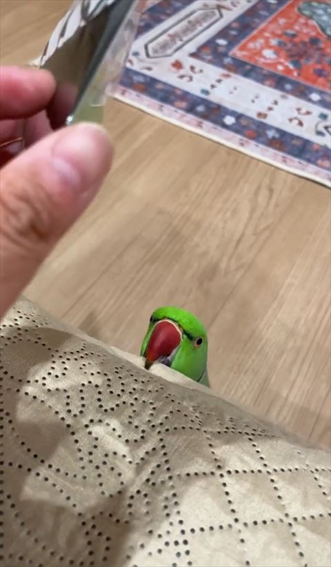 のぼってくる