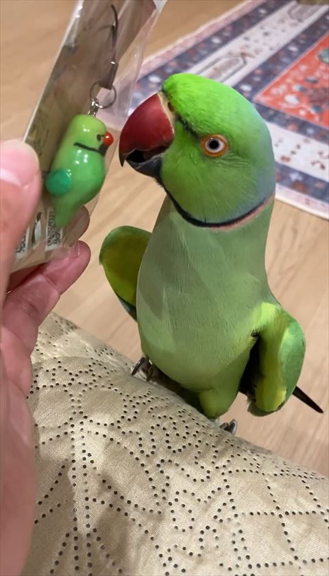 黒目がちアップ