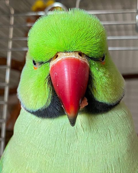 ファフちゃんドアップ