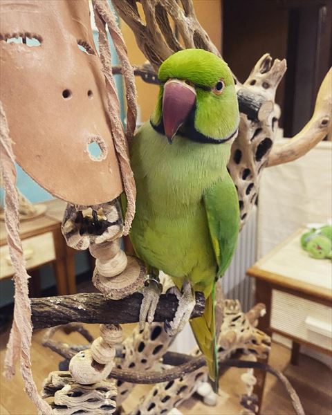 木につかまるインコ