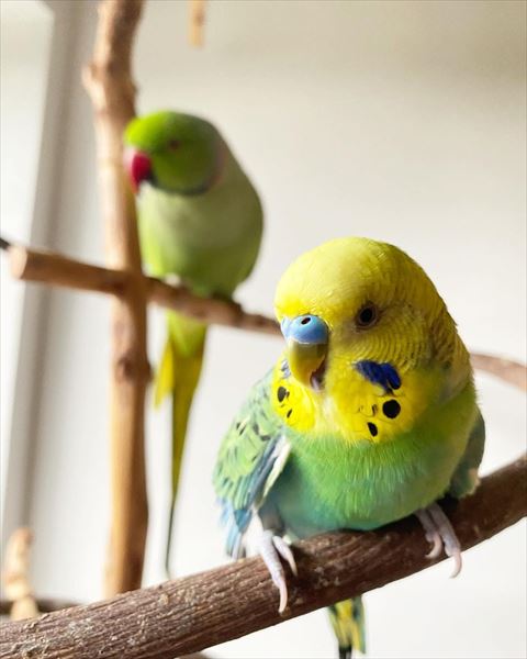 インコ2匹