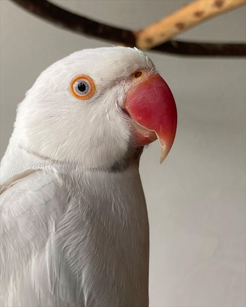 白いインコ横顔