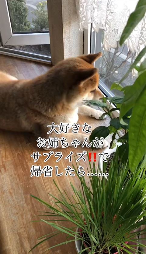 伏せして外見ている柴犬