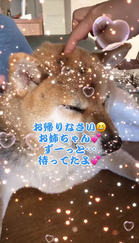 頭ツンとされている柴犬