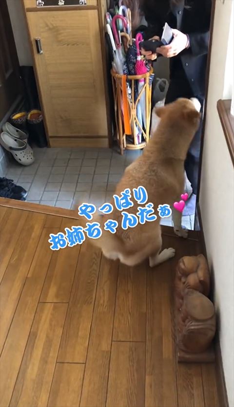 やっぱりお姉ちゃんだ認識した柴犬