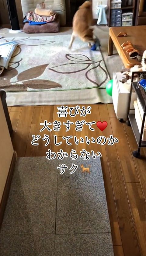 どうしていいか分からない柴犬