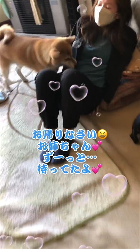 おかえりなさいと喜ぶ柴犬