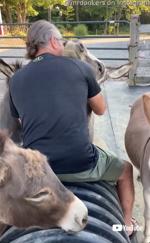 抱きしめられるロバ