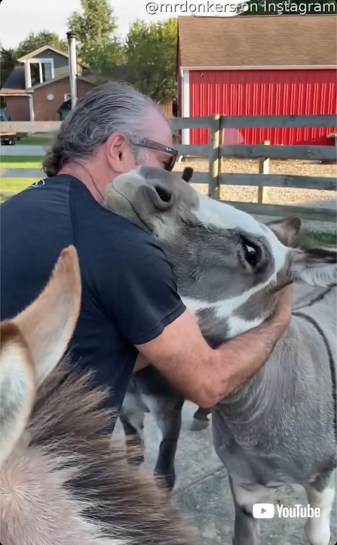 うっとりするロバ