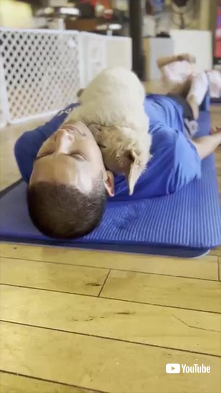 ヨガ中寝ちゃった犬