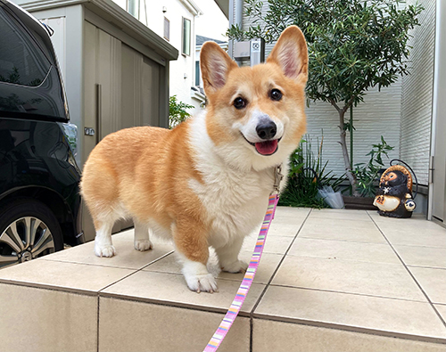 帰ってきたベルちゃん