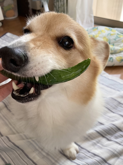 きゅうりを食べるコーギー