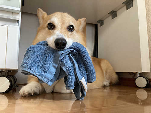 お父さんのタオルとコーギー
