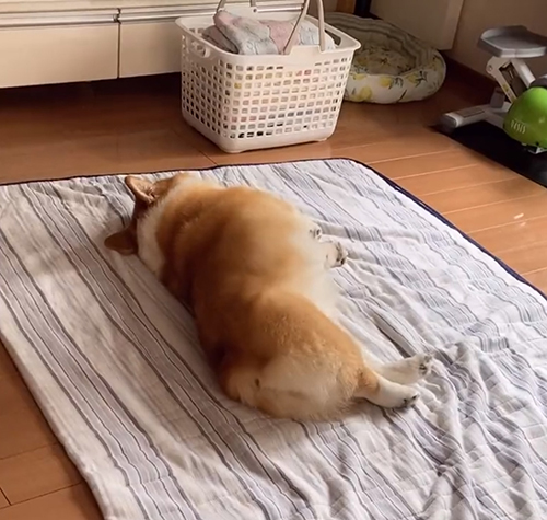 動画冒頭のベルちゃん