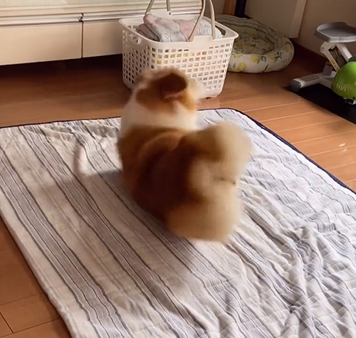 ぶれるベルちゃん