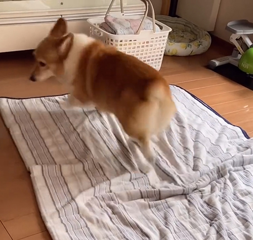 逃げるベルちゃん