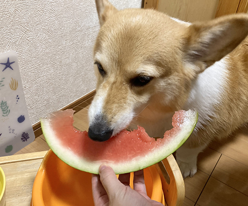 スイカとコーギー