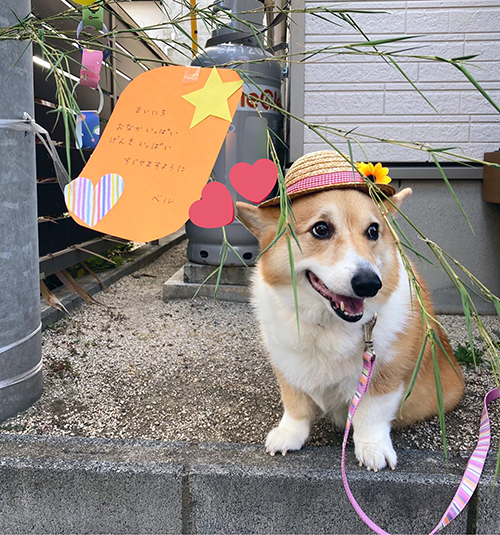 七夕ベルちゃん