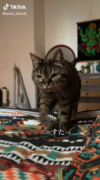 起こす猫