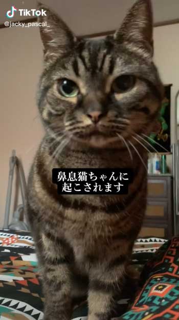 顔をのぞき込む猫