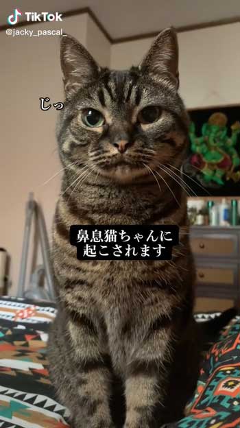 待機する猫